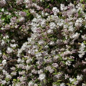 Deutzia rosea Campanulata - Arbuste compact florifère - vue d'ensemble