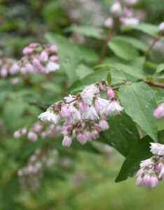 Deutzia scabra Plena - Deutzie à fleurs roses - fleurs et feuillage