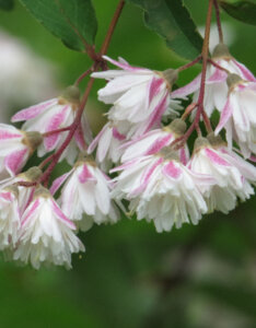 Deutzia scabra Plena - Deutzie à fleurs roses - fleurs