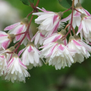 Deutzia scabra Plena - Deutzie à fleurs roses - fleurs