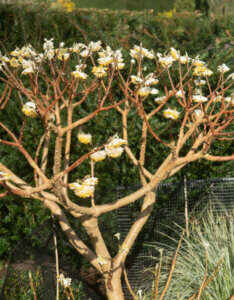 Edgeworthia chrysantha Grandiflora - Buisson à papier - Vue d'ensemble