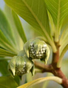 Edgeworthia chrysantha Grandiflora - Buisson à papier - feuillage et boutons de fleurs