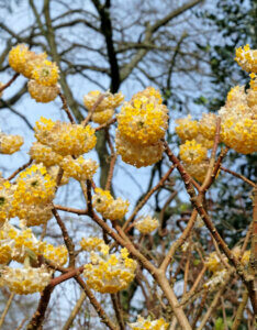 Edgeworthia chrysantha Grandiflora - Buisson à papier - fleurs