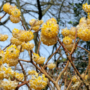 Edgeworthia chrysantha Grandiflora - Buisson à papier - fleurs