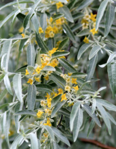 Elaeagnus angustifolia - Olivier de Bohème - fleurs et feuillage