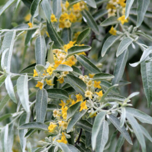 Elaeagnus angustifolia - Olivier de Bohème - fleurs et feuillage