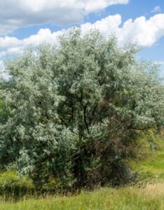 Elaeagnus angustifolia - Olivier de Bohème - Vue d'ensemble