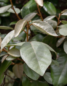 Elaeagnus ebbingei - Chalef de Ebbing - jeunes pousses