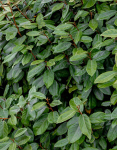 Elaeagnus ebbingei - Chalef de Ebbing - feuillage