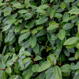 Elaeagnus ebbingei - Chalef de Ebbing - feuillage