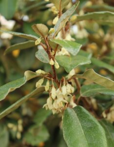 Elaeagnus ebbingei - Chalef de Ebbing - Fleurs