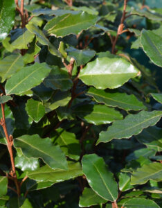 Elaeagnus ebbingei Compacta - Chalef de Ebbing - feuillage