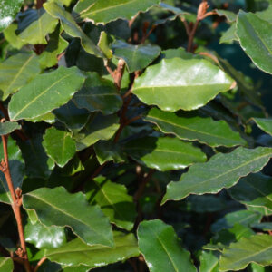 Elaeagnus ebbingei Compacta - Chalef de Ebbing - feuillage