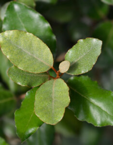 Elaeagnus ebbingei Compacta - Chalef de Ebbing - jeunes pousses