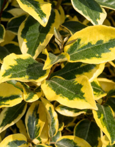 Elaeagnus ebbingei Gilt Edge - Chalef de Ebbing - feuillage