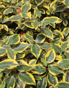 Elaeagnus ebbingei Gilt Edge - Chalef de Ebbing - feuillage