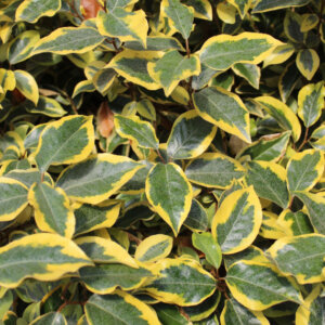 Elaeagnus ebbingei Gilt Edge - Chalef de Ebbing - feuillage