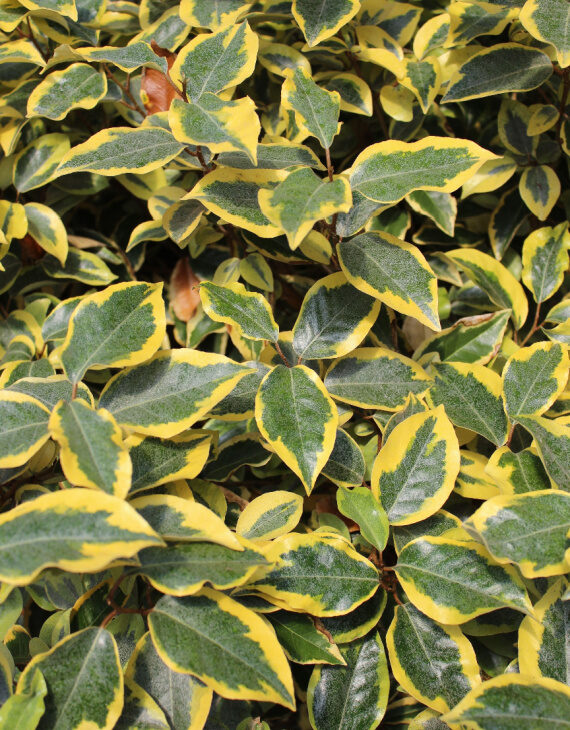 Elaeagnus Ebbingei Viveleg Chalef De Ebbing Plantes et Cie Elaeagnus Ebbingei Viveleg Chalef De Ebbing Plantes et Cie