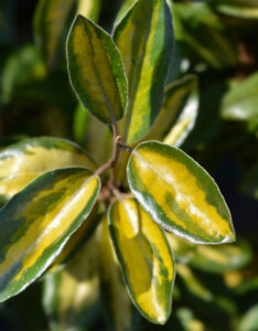 Elaeagnus ebbingei Limelight - Chalef de Ebbing - feuillage