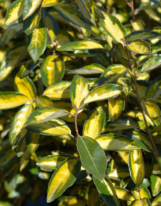 Elaeagnus ebbingei Limelight - Chalef de Ebbing - feuillage