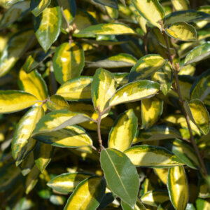 Elaeagnus ebbingei Limelight - Chalef de Ebbing - feuillage