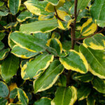 Elaeagnus ebbingei Viveleg - Chalef de Ebbing - feuillage