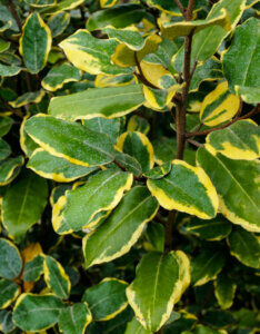 Elaeagnus ebbingei Viveleg - Chalef de Ebbing - feuillage