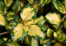 Elaeagnus pungens Maculata - Chalef panaché - feuillage