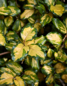 Elaeagnus pungens Maculata - Chalef panaché - feuillage