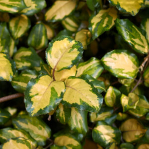 Elaeagnus pungens Maculata - Chalef panaché - feuillage