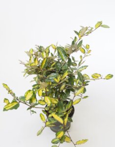 Elaeagnus pungens Maculata - Chalef panaché - En pot