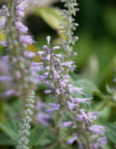 Elsholtzia stauntonii - Menthe en arbre - Inflorescences