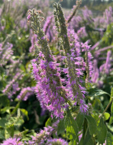 Elsholtzia stauntonii - Menthe en arbre - inflorescences