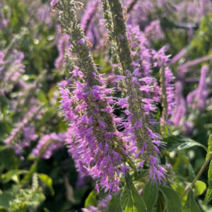 Elsholtzia stauntonii - Menthe en arbre - inflorescences