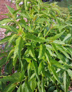 Elsholtzia stauntonii - Menthe en arbre - feuillage