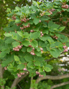Enkianthus campanulatus - Andromède campanulée - Feuillage et fleurs
