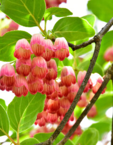 Enkianthus campanulatus - Andromède campanulée - fleurs