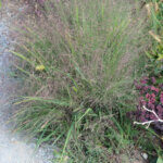 Eragrostis spectabilis - Herbe d'amour - vue d'ensemble