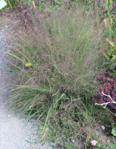 Eragrostis spectabilis - Herbe d'amour - vue d'ensemble