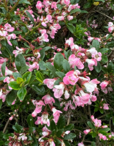Escallonia Apple Blossom - feuillage et fleurs