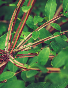 Euonymus alatus Compactus - Fusain ailé nain - écorce et feuillage