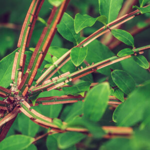 Euonymus alatus Compactus - Fusain ailé nain - écorce et feuillage
