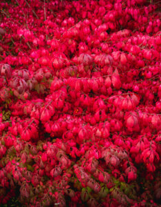 Euonymus alatus Compactus - Fusain ailé nain - feuillage automnal