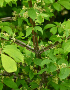 Euonymus alatus - Fusain ailé - écorce et feuillage