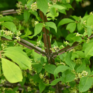 Euonymus alatus - Fusain ailé - écorce et feuillage