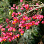 Euonymus europaeus - Fusain d'Europe - Bonnet d'Évèque - fructification