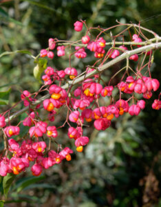 Euonymus europaeus - Fusain d'Europe - Bonnet d'Évèque - fructification