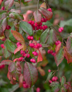 Euonymus europaeus Red Cascade - Fusain d'Europe - Feuillage et fleurs