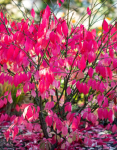 Euonymus europaeus Red Cascade - Fusain d'Europe - feuillage automnal