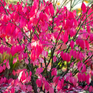 Euonymus europaeus Red Cascade - Fusain d'Europe - feuillage automnal